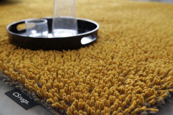 foret-ambient-4-1536x1025 (1)